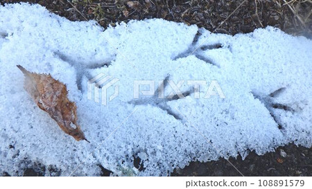 Bird footprints in the snow 108891579