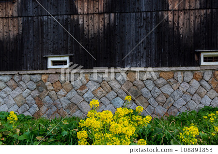 京都市伏見區清酒釀酒廠的照片，油菜花盛開，預示著春天的到來。 108891853