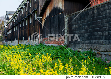 A photo of a sake brewery in Fushimi Ward, Kyoto City, where rape blossoms are blooming, heralding the arrival of spring. 108891858