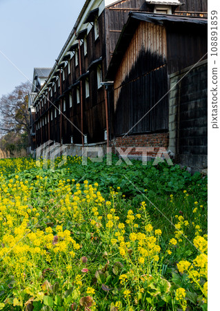 A photo of a sake brewery in Fushimi Ward, Kyoto City, where rape blossoms are blooming, heralding the arrival of spring. A photo of a sake brewery in Fushimi Ward, Kyoto City, where rape blossoms are blooming, heralding the arrival of spring. 108891859