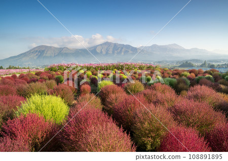 The scenery of Minamiaso where cosmos flowers bloom in the morning mist 108891895