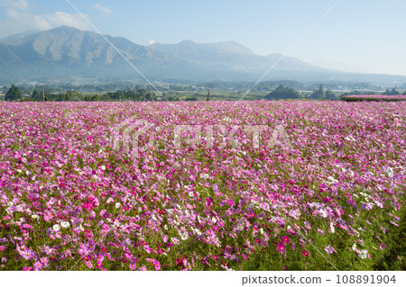The scenery of Minamiaso where cosmos flowers bloom in the morning mist 108891904