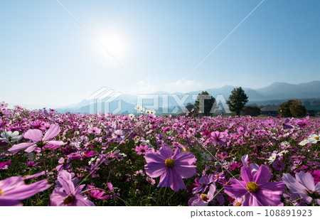 The scenery of Minamiaso where cosmos flowers bloom in the morning mist 108891923