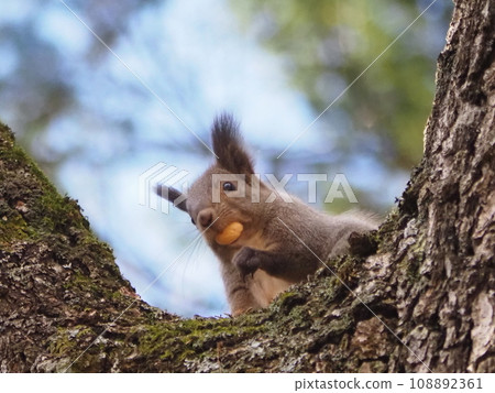蝦夷松鼠爬樹 108892361