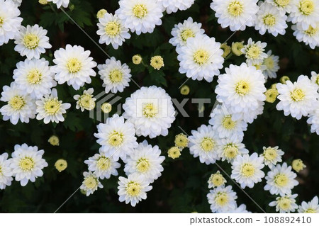 秋天公園裡美麗綻放的白菊花 秋天公園裡美麗綻放的白菊花 108892410