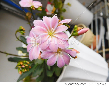pale pink flowers of Lewisia 108892624