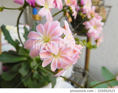pale pink flowers of Lewisia pale pink flowers of Lewisia 108892625