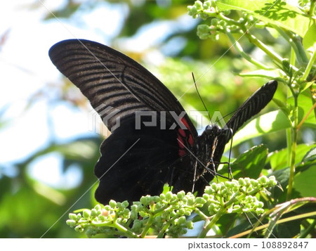 Butterfly Butterfly 108892847