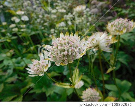 Iceland Summer Akureyri Botanical Garden Astrantia carniolica 108892985
