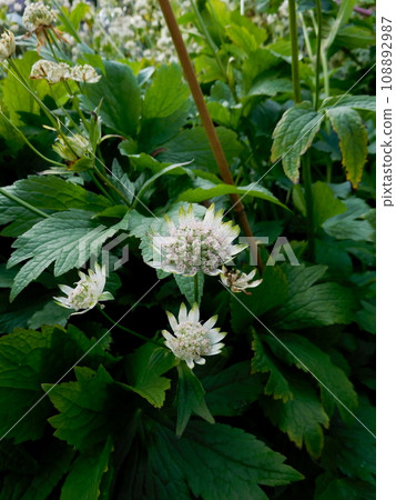 Iceland Summer Akureyri Botanical Garden Astrantia carniolica 108892987