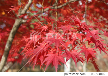Momiji on crimson foliage season 108893002