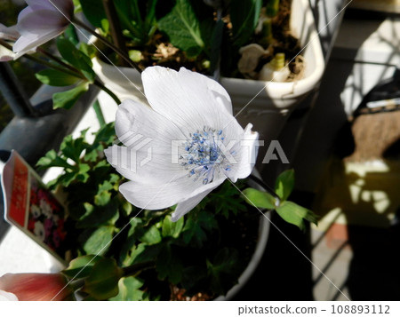 Original species anemone white 108893112
