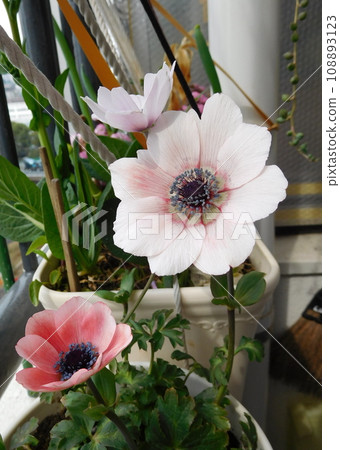 Original species anemone pale pink Original species anemone pale pink 108893123
