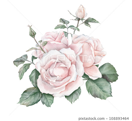 Watercolor composition from white creame roses and green leaves. Hand drawn illustration isolated white background. Element hand painted natural plant twigs with ligth pink rose for design 108893464