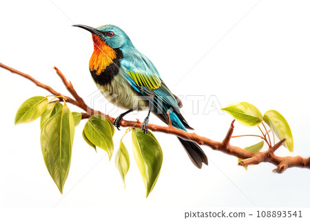 Image of van hasselts sunbird perched on a branch isolated on white background., Birds., Nature., Animals. Image of van hasselts sunbird perched on a branch isolated on white background., Birds., Nature., Animals. 108893541