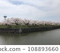 Cherry blossom trees in bloom 108893660