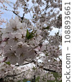 Scenery with cherry blossoms 108893661
