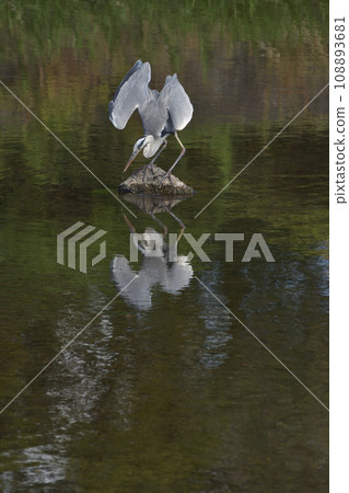 Blue heron of Kamogawa river 108893681