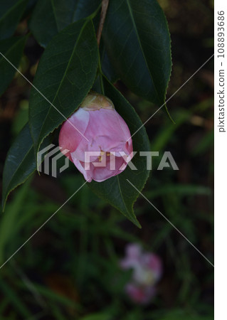 山茶花盛開的花朵 山茶花盛開的花朵 108893686