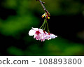 Cherry blossom close up 108893800
