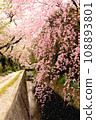Cherry blossoms blooming along the Philosopher's Path 108893801