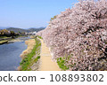 Cherry blossoms in full bloom along the Kamo River 108893802