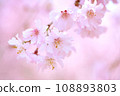 Pink cherry tree 108893803