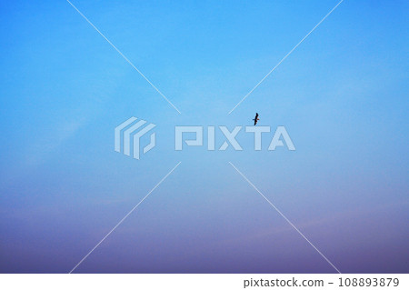 Seagull bird flying on the blue sky 108893879