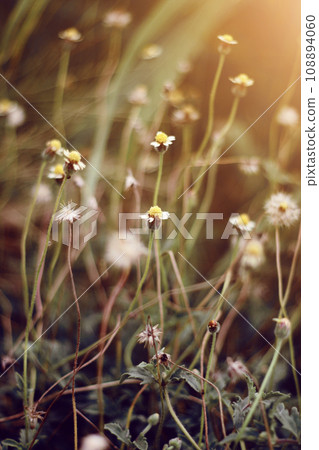 Little grass flowers of dry field with natural light Little grass flowers of dry field with natural light 108894060