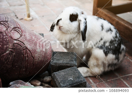 Cute White rabbit bunny on concrete floor. Cute White rabbit bunny on concrete floor. 108894093