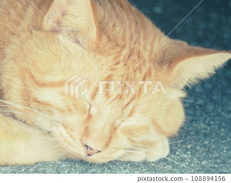 熟睡的棕色虎斑貓的臉（上） 108894156