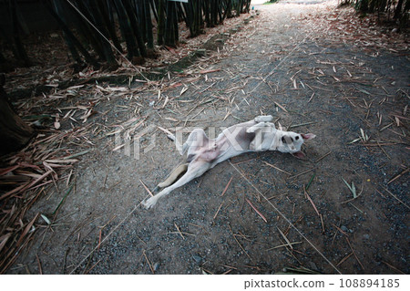 White dog relax on the soil floor in Garden White dog relax on the soil floor in Garden 108894185