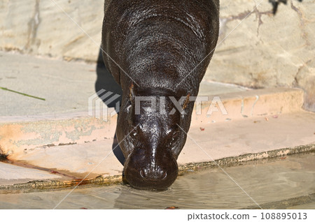 Pygmy hippopotamus (Higashiyama Zoo and Botanical Garden, Nagoya) Pygmy hippopotamus (Higashiyama Zoo and Botanical Garden, Nagoya) 108895013