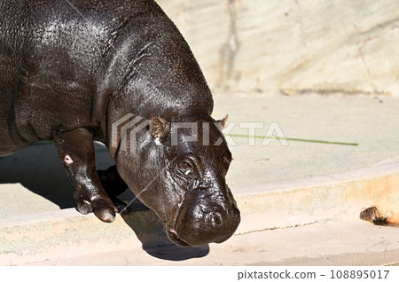 Pygmy hippopotamus (Higashiyama Zoo and Botanical Garden, Nagoya) 108895017