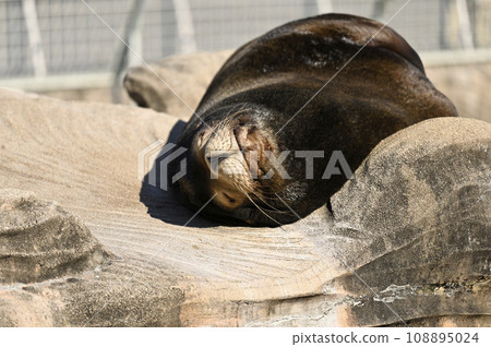 午睡的海獅(名古屋東山動植物園) 午睡的海獅(名古屋東山動植物園) 108895024