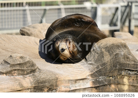 午睡的海獅（名古屋東山動植物園） 108895026