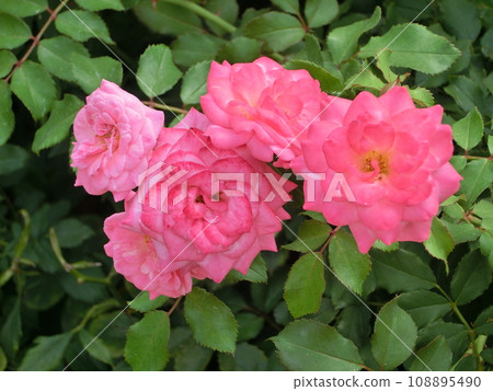 Pink rose flower 108895490