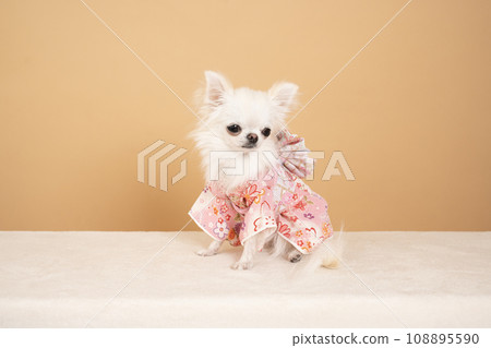 穿著米色背部和粉紅色和服的奇瓦瓦麻糬 108895590