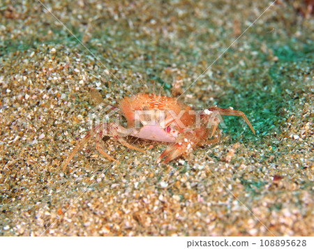 Crab shell hiding in the sand Crab shell hiding in the sand 108895628