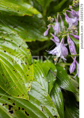 Blooming Hosta with damage leaves. Diseases of the garden plants. Blooming Hosta with damage leaves. Diseases of the garden plants. 108895879