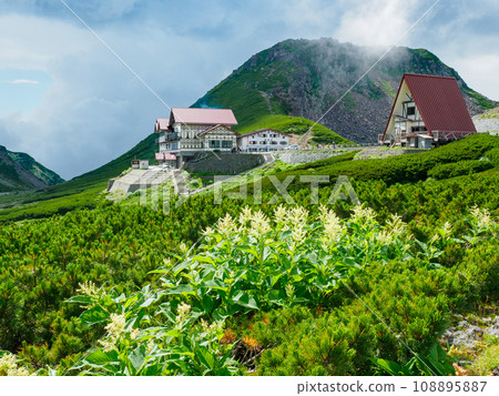 Alpine plants and Norikura bus terminal Alpine plants and Norikura bus terminal 108895887