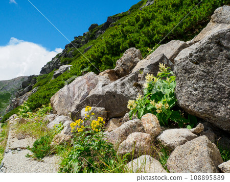 Alpine plants blooming on rocky ridges 108895889