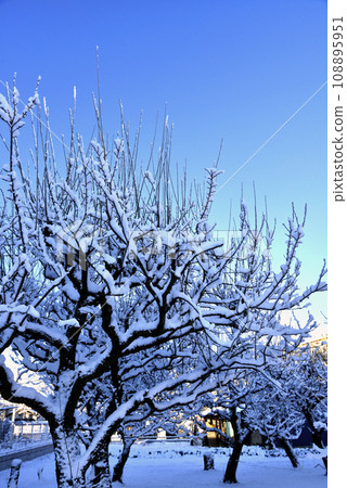 清晨,樹蔭下覆蓋著白雪 清晨,樹蔭下覆蓋著白雪 108895951
