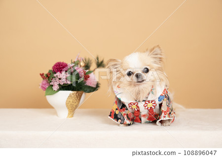 吉娃娃拉娜穿著米色背景、鮮花和長袖 吉娃娃拉娜穿著米色背景、鮮花和長袖 108896047