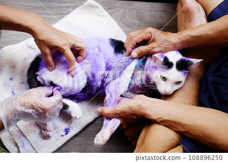 Dermatitis and treat Purple pill for cat with diseased Tinea or Ring worm on cat skin. 108896250