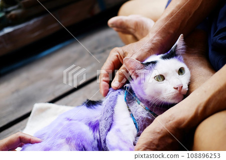 Dermatitis and treat Purple pill for cat with diseased Tinea or Ring worm on cat skin. Dermatitis and treat Purple pill for cat with diseased Tinea or Ring worm on cat skin. 108896253