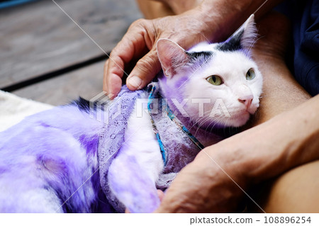 Dermatitis and treat Purple pill for cat with diseased Tinea or Ring worm on cat skin. 108896254