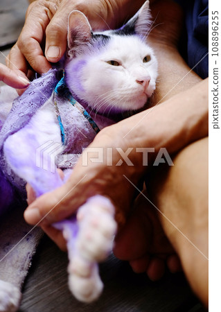 Dermatitis and treat Purple pill for cat with diseased Tinea or Ring worm on cat skin. Dermatitis and treat Purple pill for cat with diseased Tinea or Ring worm on cat skin. 108896255