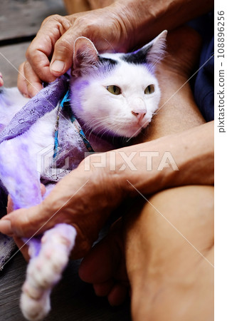 Dermatitis and treat Purple pill for cat with diseased Tinea or Ring worm on cat skin. Dermatitis and treat Purple pill for cat with diseased Tinea or Ring worm on cat skin. 108896256