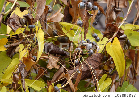 黃色和棕色的葉子和灰色的 mukago 果實 黃色和棕色的葉子和灰色的 mukago 果實 108896888
